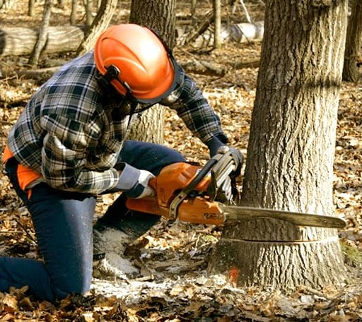 Tree Removal in Westernport, MD